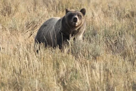 Backpacker Injured by Grizzly in Yellowstone Flown to Medical Facility